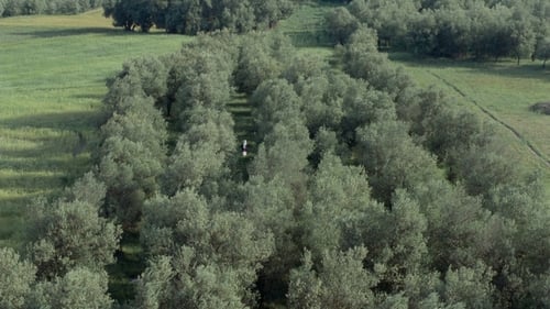 A través de los olivos
