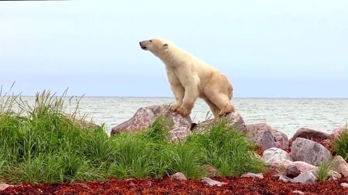 북극곰 : 여름의 여정