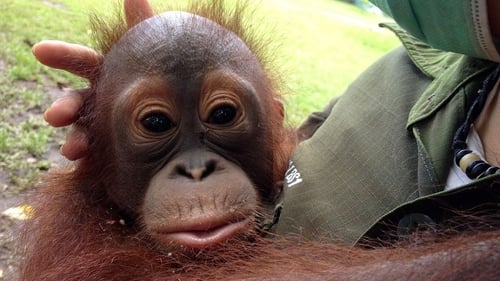 Orangutan Rescue - Back to the wild