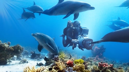 Mergulhando com os Golfinhos