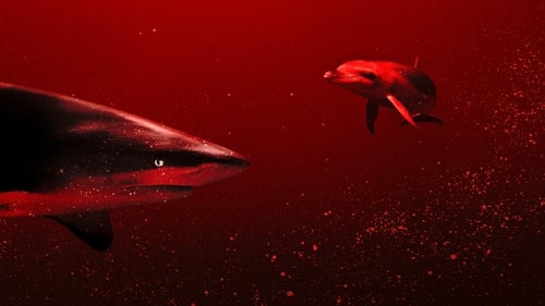 Sharks vs. Dolphins: Blood Battle