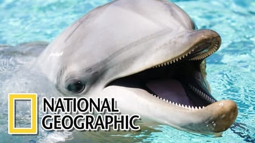 National Geographic - La cara oculta de los delfines