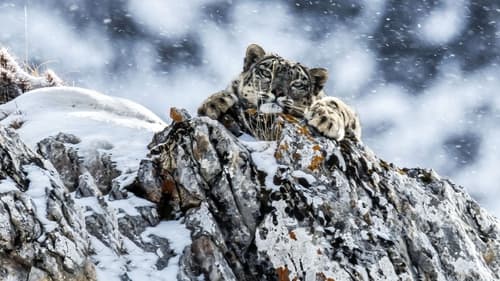 Reino Gelado do Leopardo das Neves
