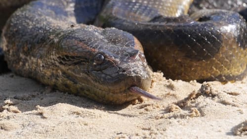 Anaconda: Asesino sigiloso