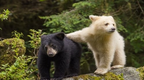 Ourse blanche, oursons noirs : la belle histoire