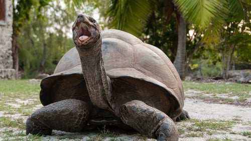 Aldabra: Once Upon an Island